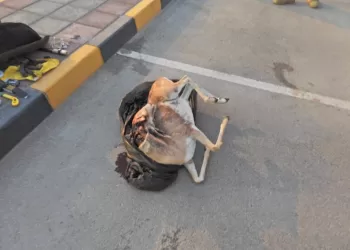 ضبط 3 مواطنين صادوا غزلانا عربية