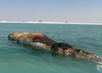 نفوق حوت بحر العرب الأحدب على شواطئ محوت.. ما السبب؟