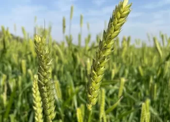 حصاد 160 فدانًا من محصول القمح في منح