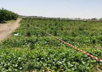 “الثروة الزراعية” توضح بشأن الضبطية الزراعية في الكامل والوافي