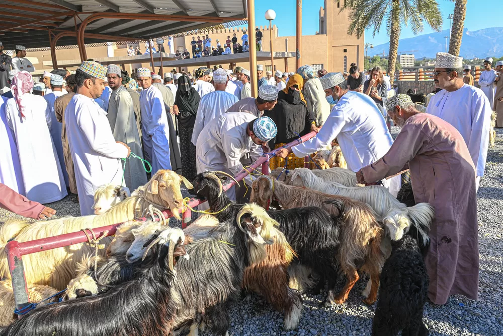“الثروة الزراعية” تؤكد على أهمية اتخاذ الاحتياطات عند شراء الماشية وذبحها