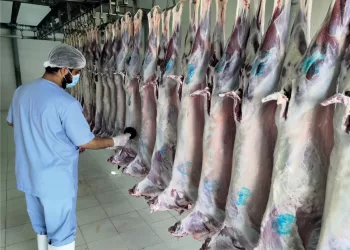 مسالخ بلدية مسقط تكمل استعداداتها لاستقبال عيد الفطر السعيد