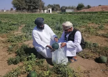 “الثروة الزراعية” تكشف نتيجة الفحص المخبري لعينات المحاصيل الزراعية في إبراء والمضيبي