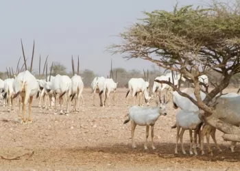 حيوان المها العربي.. موروث بيئي وهوية رئيسة للتاريخ الطبيعي العُماني
