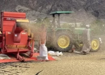 حصاد 38 فدانا من محصول القمح بشمال الباطنة