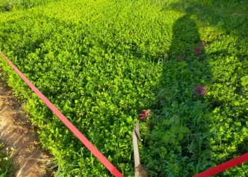 مداهمة عدد من المزارع في صور.. و”المبيدات” هي السبب