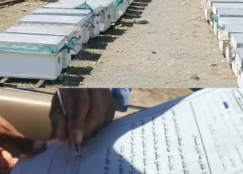 ضبط وتحرير مخالفات نقل خلايا بدون تصريح في شناص