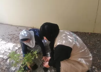توزيع واستزراع أشجار الزينة في بطحاء الجديدة بالسويق