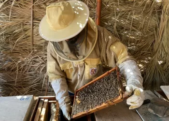 إنتاج أكثر من 11 طنًا من عسل السمر في محضة