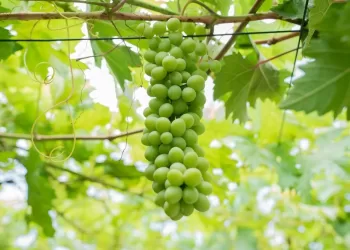 شمال الشرقية تستعد لانطلاق “مهرجان العنب 2023”