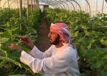 الزراعة في البيوت المحمية.. نموذج لاهتمام المواطن العُماني بمهنة الزراعة