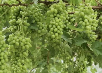 أكثر من 100 ألف ريال لتطوير زراعة وإنتاج العنب في المحافظات