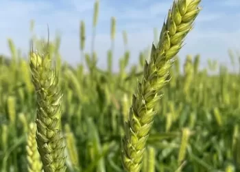 إنتاجية متوقعة 220 طنا.. انتهاء موسم حصاد القمح في نزوى