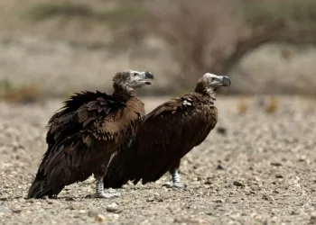 نجاح أول عملية تركيب جهاز تعقب على النسر الأذون بالبريمي