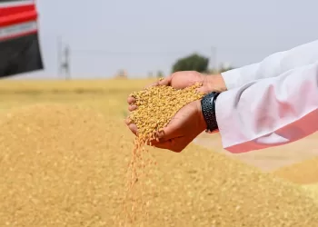 إنتاج 6 آلاف طن من القمح في مزارع النجد بظفار