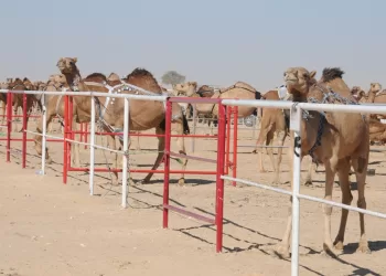 أكثر من 55 ألف رأس من الإبل ضمن برنامج الترقيم الإلكتروني للإبل العُمانية