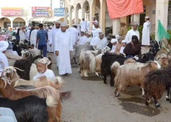 أعلى سعر للأغنام في الرستاق يصل إلى 250 ريالا