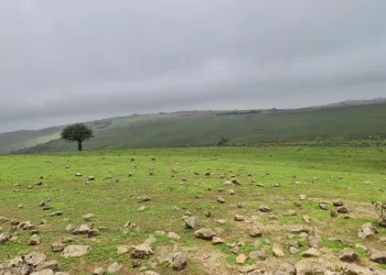 ظفار ترتدي حلتها الخضراء لاستقبال زوار “موسم الخريف”