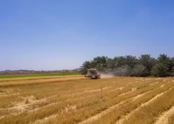 لتعزيز منظومة الأمن الغذائي.. المطاحن العُمانية تواصل شراء القمح من المزارعين