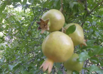 توقعات بإنتاج وفير.. مزارعو الجبل الأخضر يستعدون لموسم حصاد الرمان