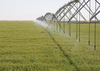 ارتفاع إجمالي المساحات المزروعة بسلطنة عُمان إلى 276 ألف فدان