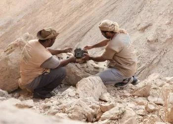 رصد الحياة الفطرية بالبريمي عبر الكاميرات الفخيّة