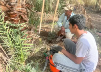 مواصلة جهود مكافحة حشرة سوسة النخيل الحمراء بالظاهرة.. وتسجيل 23 ألف نخلة مصابة العام الماضي