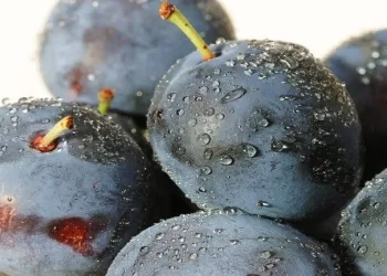 اكتشاف فوائد صحية كبيرة في البرقوق.. هذه أبرز فوائده