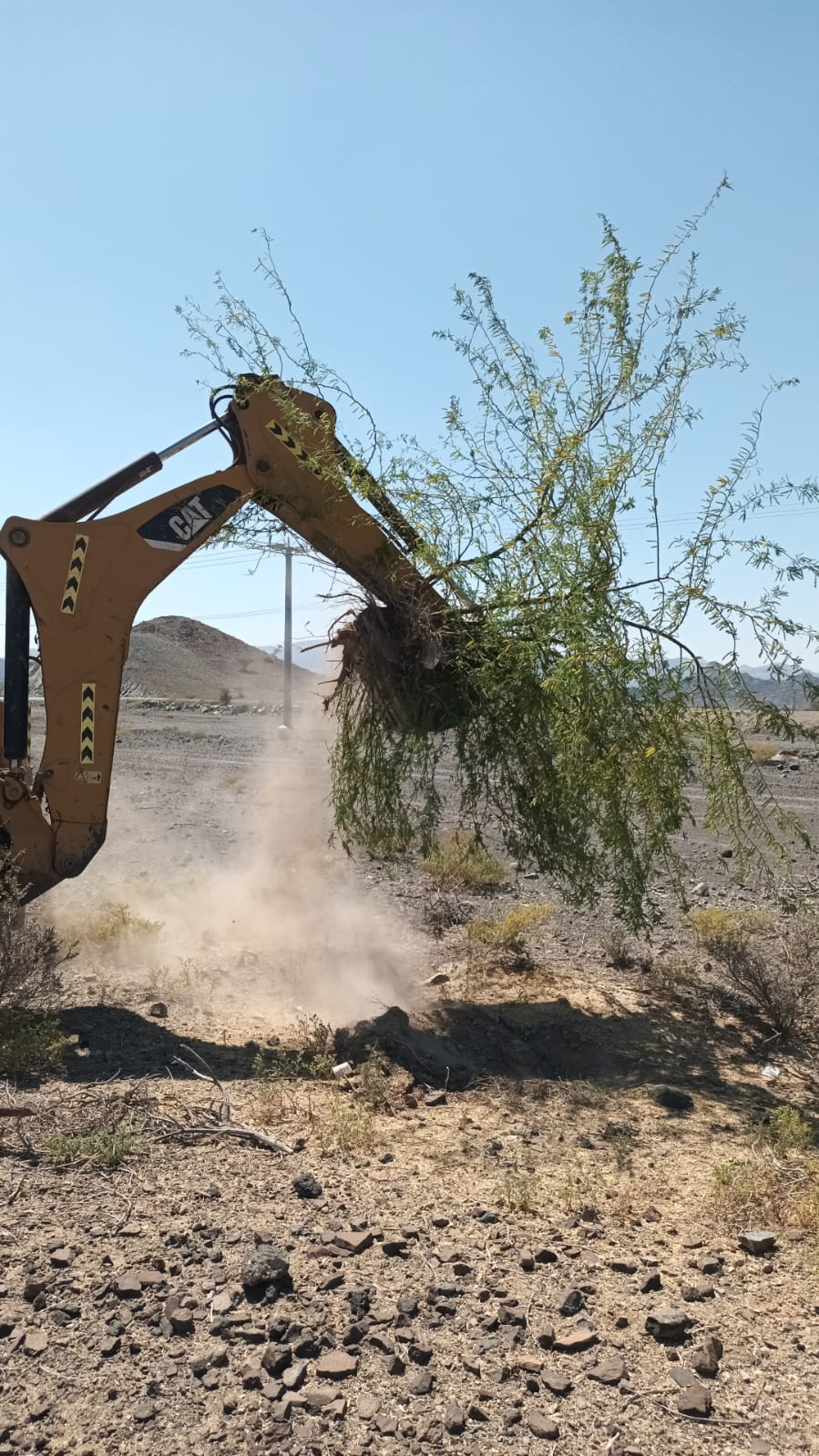 زراعية الظاهرة تواصل جهودها لمكافحة أشجار المسكيت الضارة