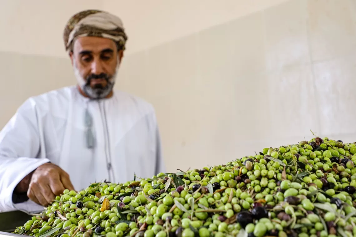 غدا.. انطلاق الملتقى التونسي العُماني لشجرة الزيتون بالجبل الأخضر