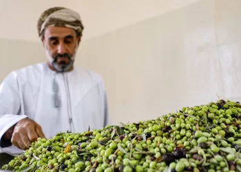 غدا.. انطلاق الملتقى التونسي العُماني لشجرة الزيتون بالجبل الأخضر