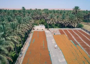 إنتاج سلطنة عمان من التمور يتجاوز 377 ألف طن بنهاية 2022