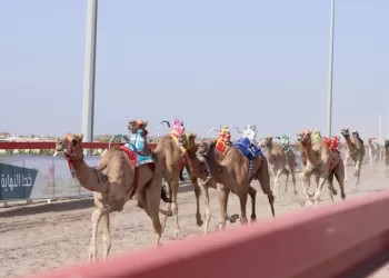 بدء المنافسات بالمحطة الأولى من سباقات الهجن في أدم