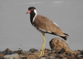 رصد 27 نوعًا من الطيور المهاجرة في شمال الباطنة