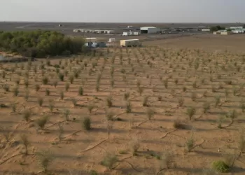 زراعة أكثر من 7400 شجرة برية في البريمي