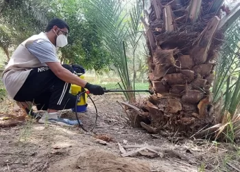 انطلاق الحملة الثالثة لمواجهة أخطر آفات النخيل في الظاهرة