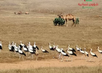 بالصور.. طيور اللقلق المهاجرة تصل إلى ظفار