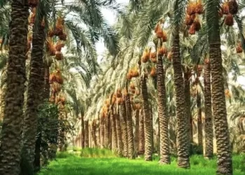 بإجمالي 261.5 فدان.. طرح 7 فرص استثمارية زراعية في الظاهرة