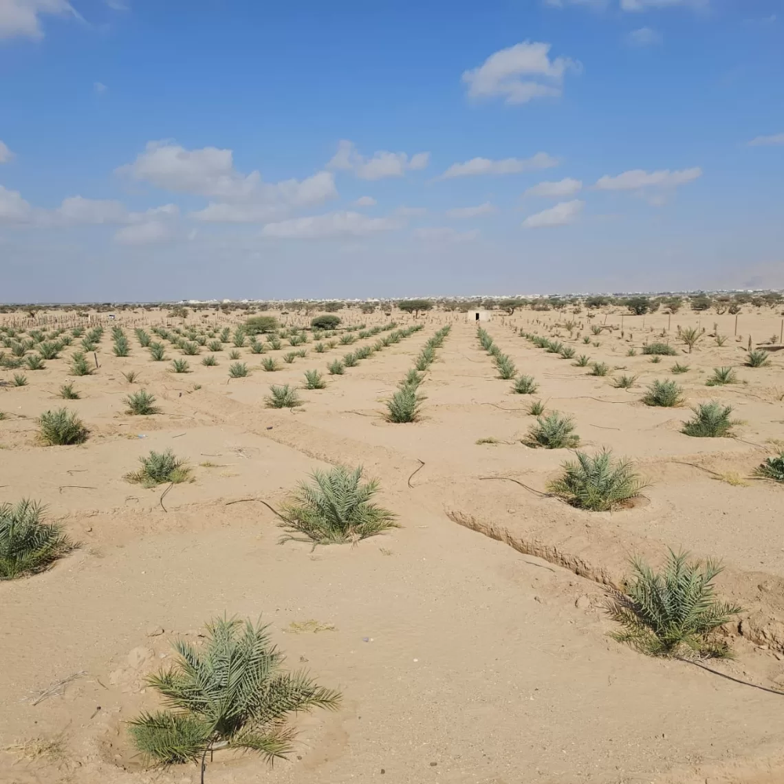 ضمن مشروع الحقول التجارية.. زراعة 2603 من فسائل النخيل النسيجية في الظاهرة