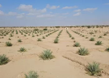 ضمن مشروع الحقول التجارية.. زراعة 2603 من فسائل النخيل النسيجية في الظاهرة