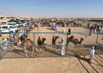 بدء فعاليات سباقات الهجن الأهلية في ثمريت