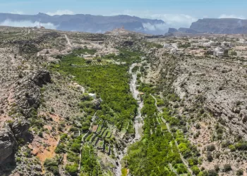 إجمالي الإنتاج الزراعي في شمال الشرقية يتجاوز 243 ألف وحدةً زراعيةً