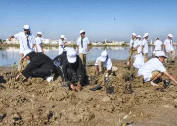 استزراع 50 ألف شجرة قُرم ضمن “مبادرة أوكيو الخضراء” بشمال الباطنة