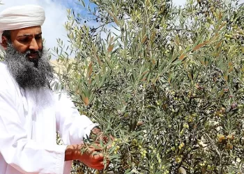 200 ألف ريال القيمة السوقية لزيت زيتون الجبل الأخضر خلال 2022