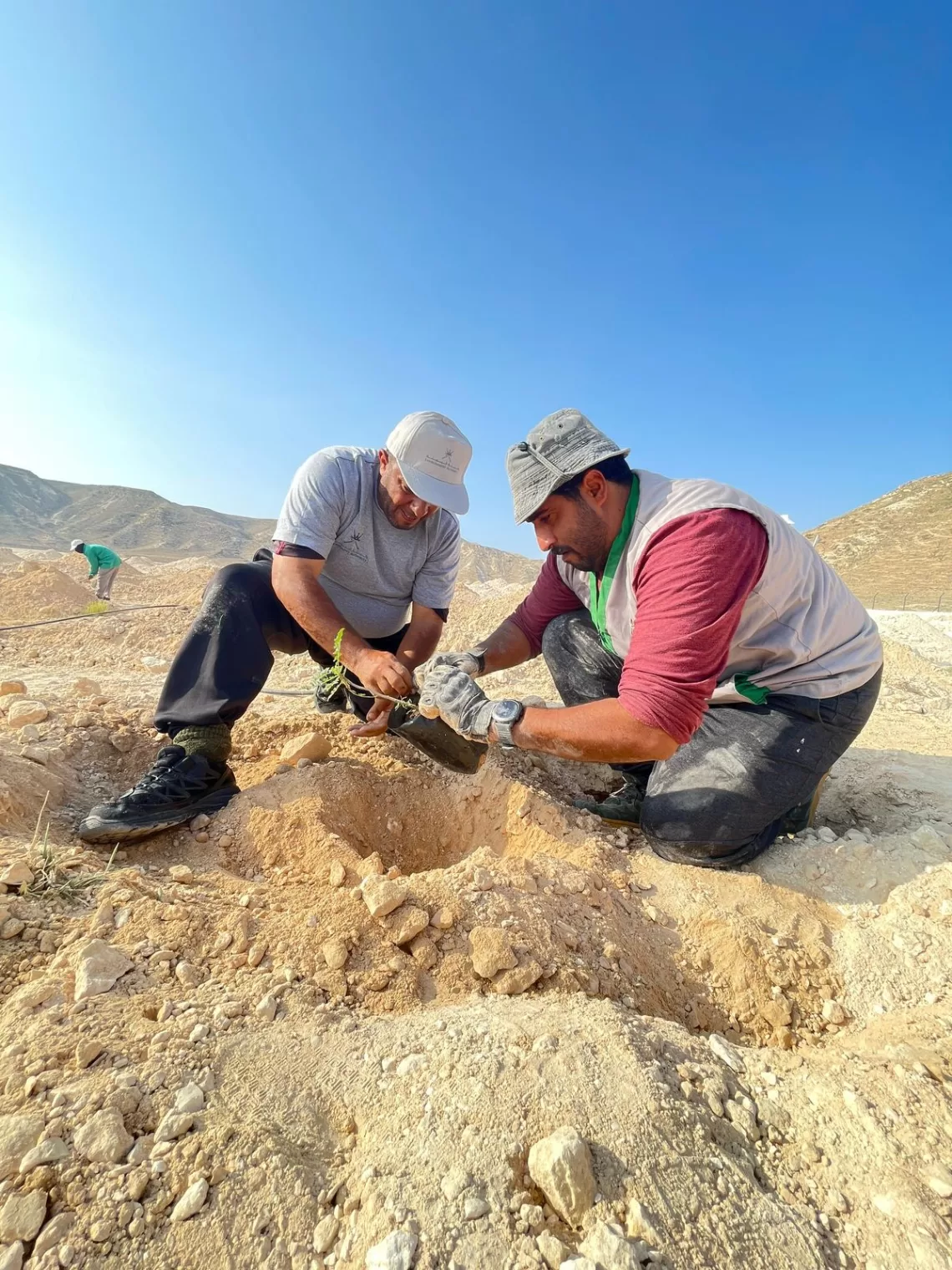 “البيئة” بظفار تنفذ حملة لاستزراع 500 شجرة لبان