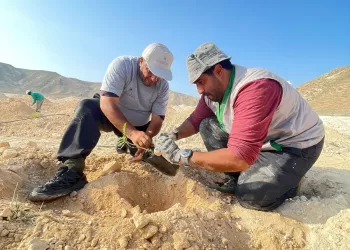 “البيئة” بظفار تنفذ حملة لاستزراع 500 شجرة لبان
