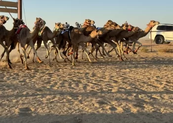 محافظ الظاهرة يكرم الفائزين في سباق الهجن بعبري
