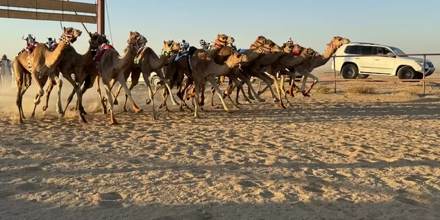 محافظ الظاهرة يكرم الفائزين في سباق الهجن بعبري