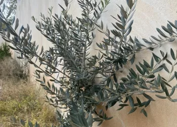 إطلاق مبادرة زراعة نصف مليون شتلة زيتون في المناطق الجبلية بالمحافظات