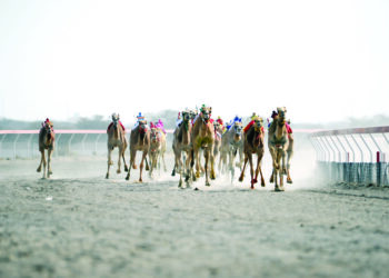 غدا.. ختام مهرجان كأس جلالةِ السُّلطان المعظم للهجن 2024